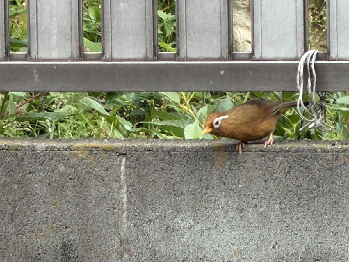 NATTYMAN's tweet photo. おはようございます！
水曜日もソーシャルディスタンシングな散歩

横からダイサギ
なんか久しぶりです。
ガビチョウが葉っぱ啄んでました。
今日のカワセミ
飛んで来てとまってまた飛んで行く
そして
今朝のサンライズ
6分遅れで下り東海道線と被るので
いつもと違うアングルで https://t.co/xJmNRipnaL