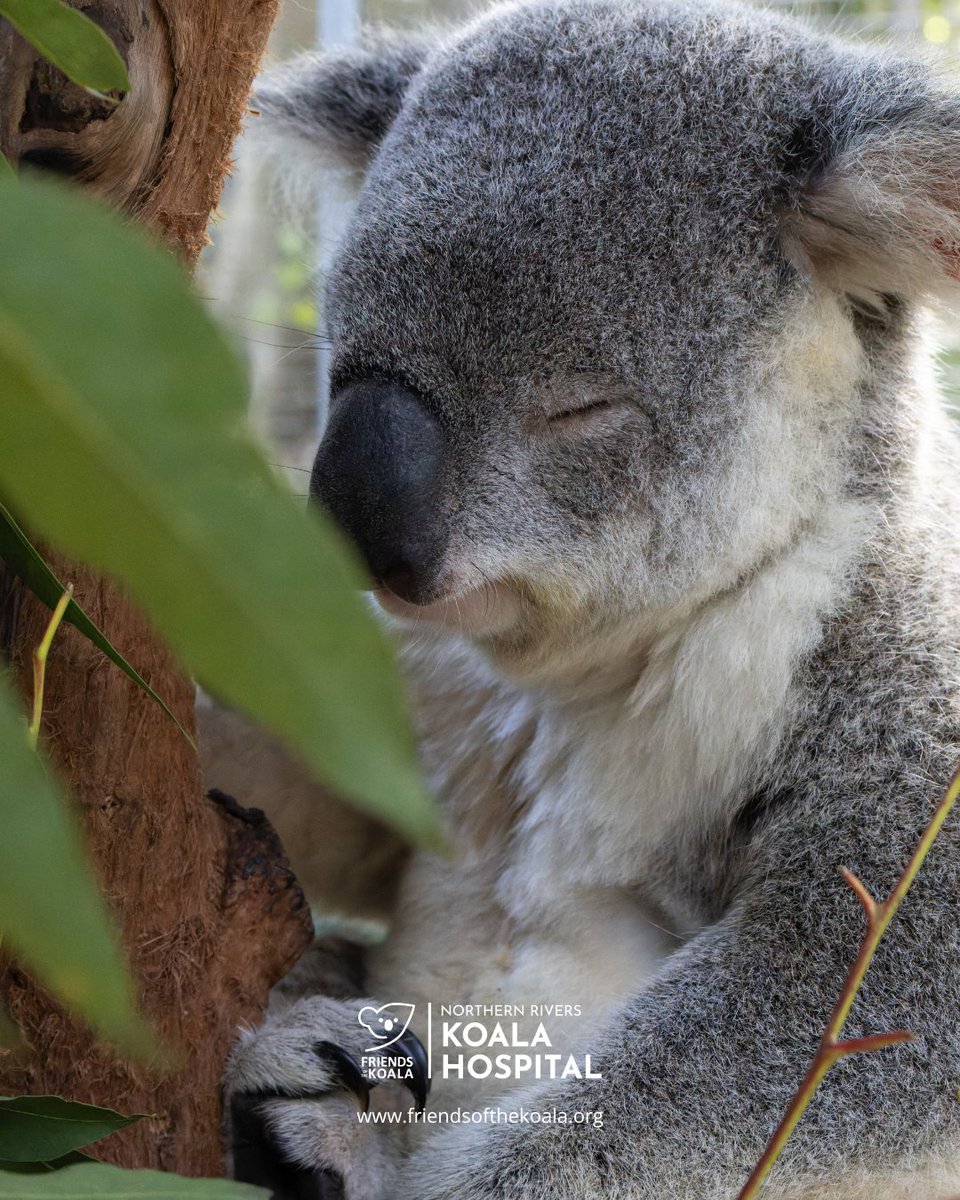 Friendsofthekoala tweet media