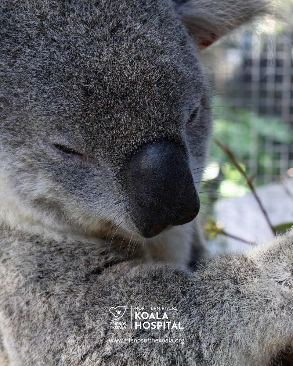 Friendsofthekoala tweet media