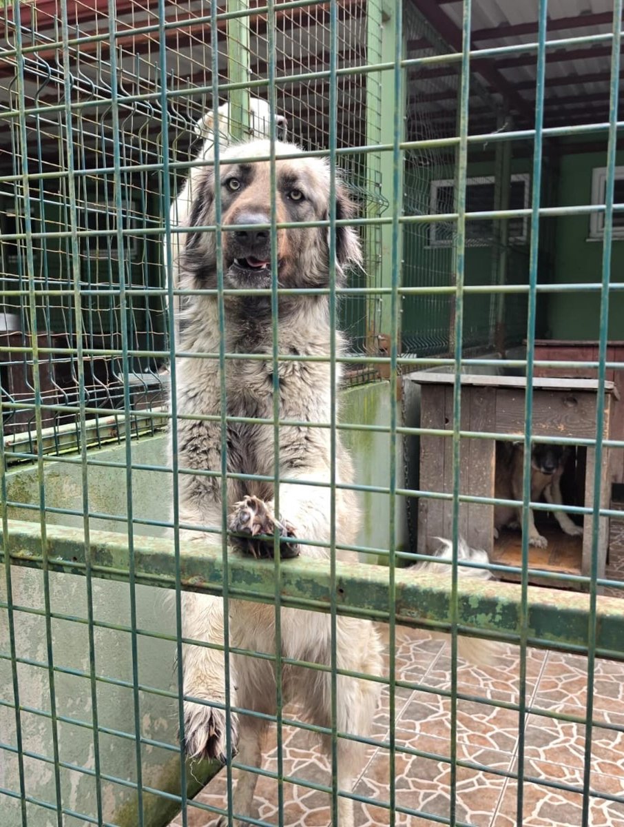 zllktlr's tweet photo. "Meydanın köpeği Çakır, barınağa ilk alındığı zaman ve daha sonra ki hali.İlk baştan umutluydu.Gittikçe umudunu kaybetmeye başladı.Fotoğraflardan da anlıyoruz.Çok acil geçici ya da kalıcı yuva arıyor.İletişim:90 (530) 417 86 30 Trabzon  https://t.co/ZxyMQXVkC9 https://t.co/1Rv8rSQowZ