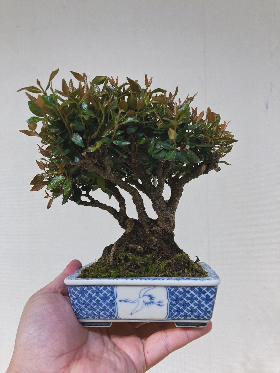 TsuruokaBonsai's tweet photo. 大ベテランさんのチリメンカズラです。
Chirimen Kazura of our oldest member.
#bonsai #盆栽 https://t.co/9vzlM3VvVK