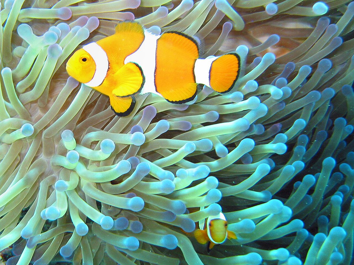 jddjensen's tweet photo. Clown anemonefish, known for their vibrant colors, have a unique social structure where the largest fish becomes the dominant female. This species, Amphiprion ocellaris, can change sex from male to female as needed.

Photo: Janderk / Public domai https://t.co/JqxeTqHyOo