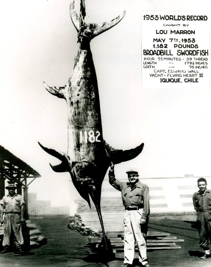 TheIGFA's tweet photo. Seventy-three years ago this month, IGFA Fishing Hall of Famer Lou Marron set the All-Tackle world record swordfish – the heaviest swordfish ever recorded in the history of the IGFA. Marron landed the historic 1,182-pound broadbill on May 7, 1953, while trolling a bonito off Iquique, Chile.