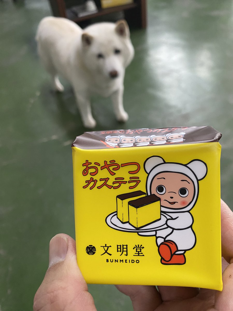 白柴まつ tweet media