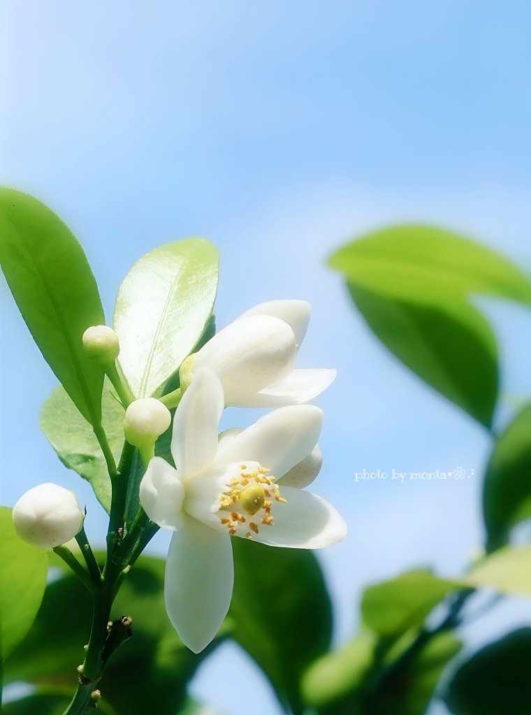 yoshiページ　はるか蜜柑大苗木　レモンの横に♪ ⋆ ᴳᴼᴼᴰ ᴹᴼᴿᴺᴵᴺᴳ ⋆. ݁˖˚ 晴れ渡る五月の空に 爽やかな