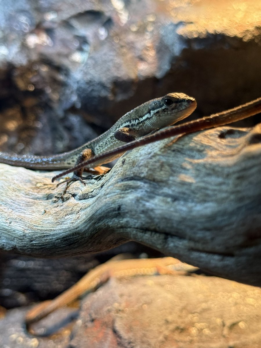 SMARTS🦎 tweet media