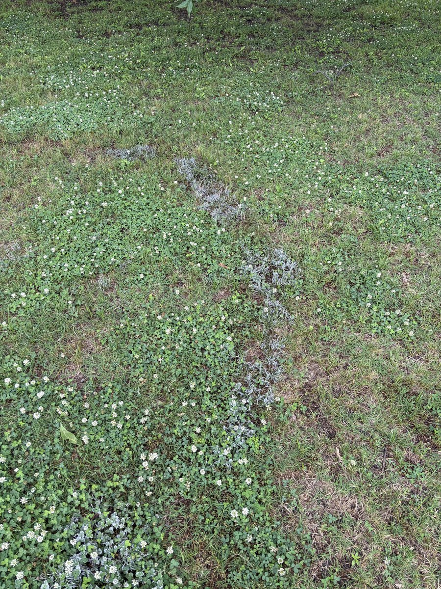 baldpathologist's tweet photo. Add some moisture, cooler than normal temps, overcast days…..and you get some fun stuff growing on grass #slimemold https://t.co/kpX9LqygJW