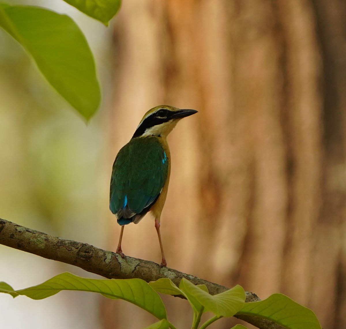 MedhaBalasore's tweet photo. The Indian Pitta looks like someone gave a bird every colour in the paint box 🌈🐦 🌿✨
@IndiAves #AchanakmarTR #Chhatisgarh
#IndianPitta #Navrang #BirdingIndia #WildlifePhotography #NatureLovers #Birdwatching
#MorningVibe https://t.co/RPfYCAgRoj