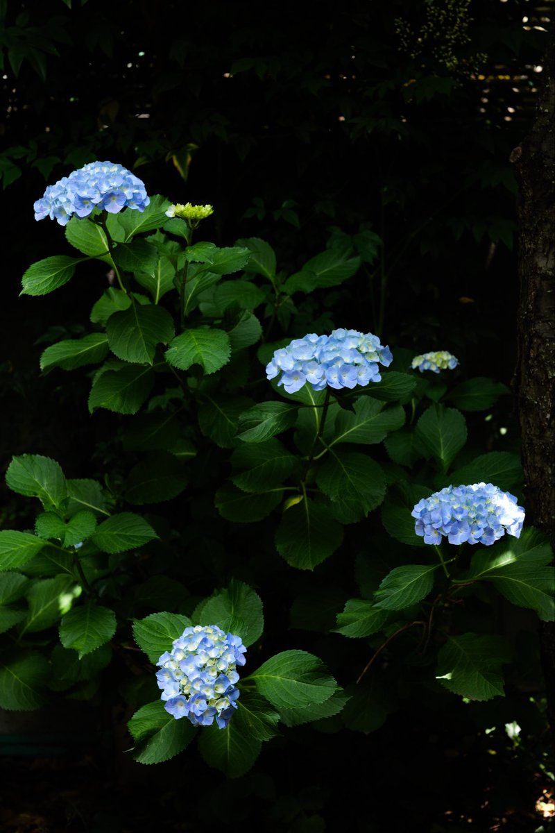 t_24mra's tweet photo. 週末に、紫陽花のロケハンにでも行こうかと思いましたが、自宅の庭に今年は綺麗な色の花が咲きました。
蕾も多く華やかになりそう

#Lumixs5ii https://t.co/IY7MmV5vey