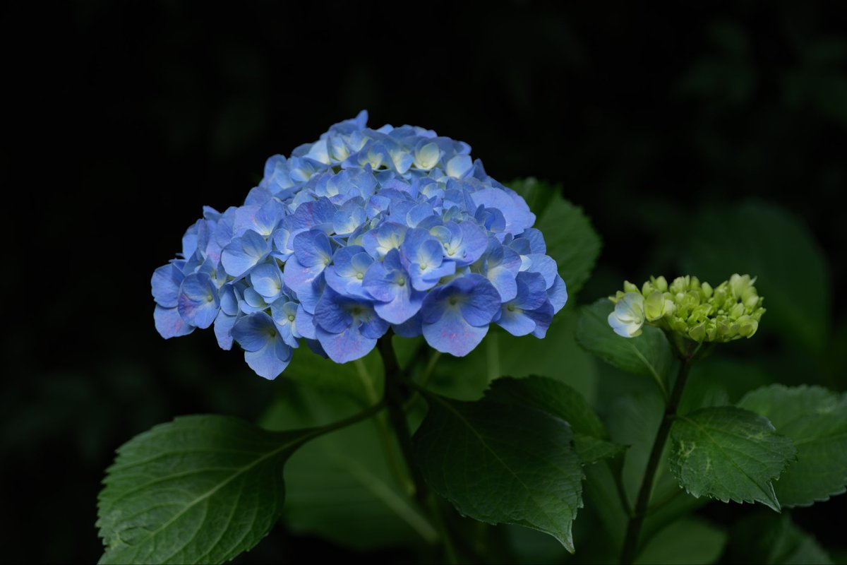t_24mra's tweet photo. 週末に、紫陽花のロケハンにでも行こうかと思いましたが、自宅の庭に今年は綺麗な色の花が咲きました。
蕾も多く華やかになりそう

#Lumixs5ii https://t.co/IY7MmV5vey