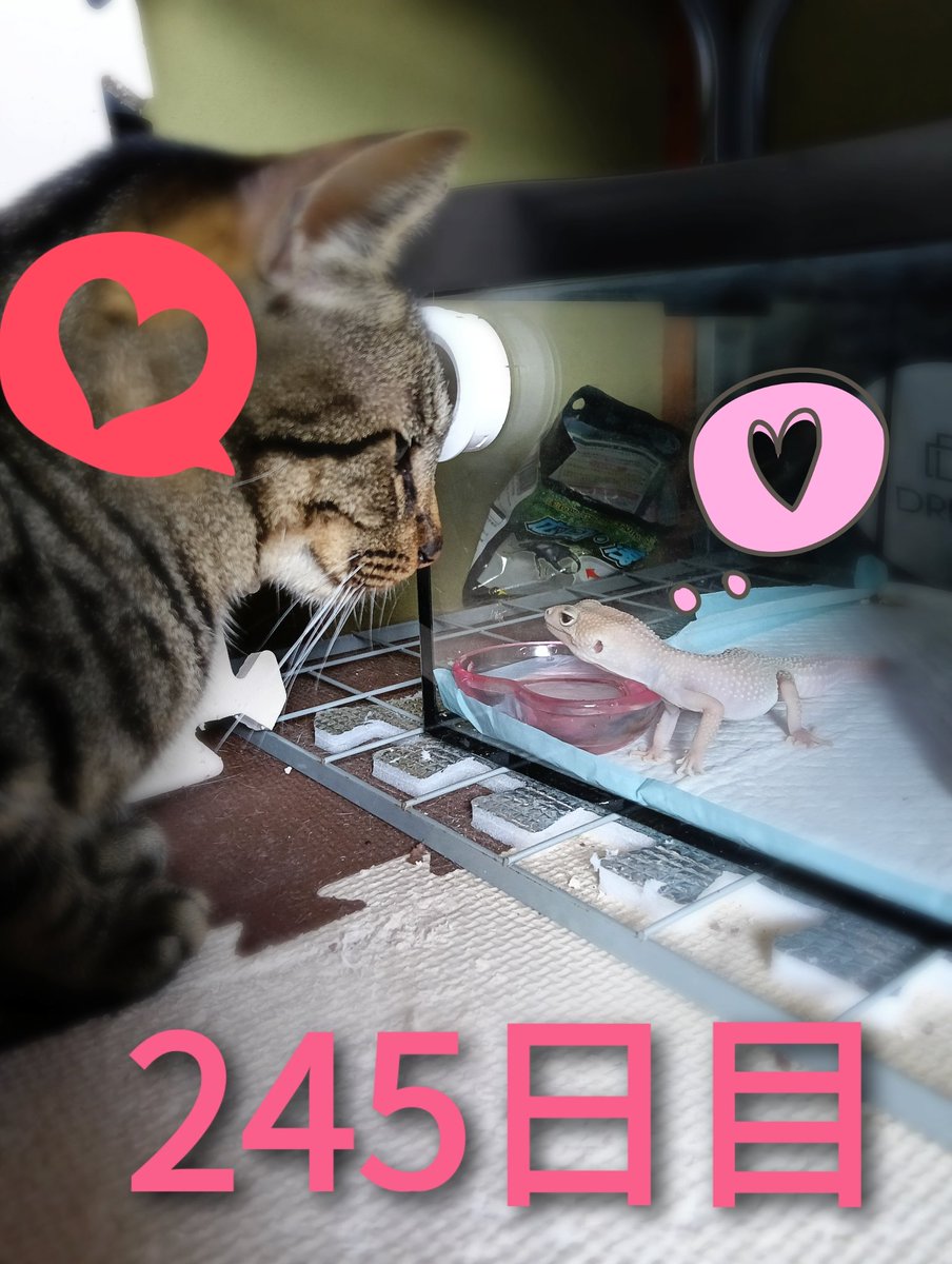 蓬莱瞬 tweet media