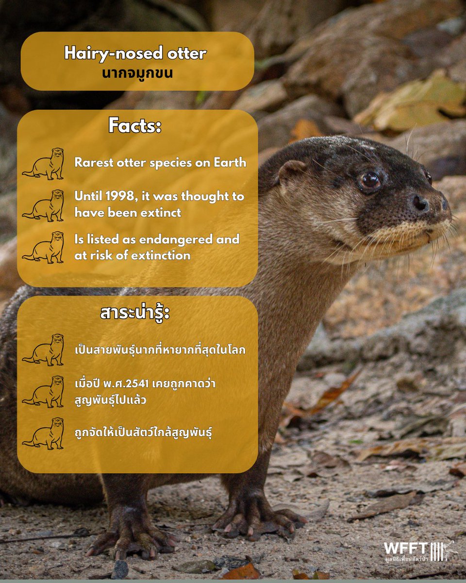 WFFThailand's tweet photo. Today is #WorldOtterDay 🦦

#Thailand is home to four species of #otters, all currently classified as endangered or vulnerable to extinction.

Social media has fueled the #wildlife trade, making otters appear as adorable pets, causing needless suffering 💔 https://t.co/iSA9N1istv