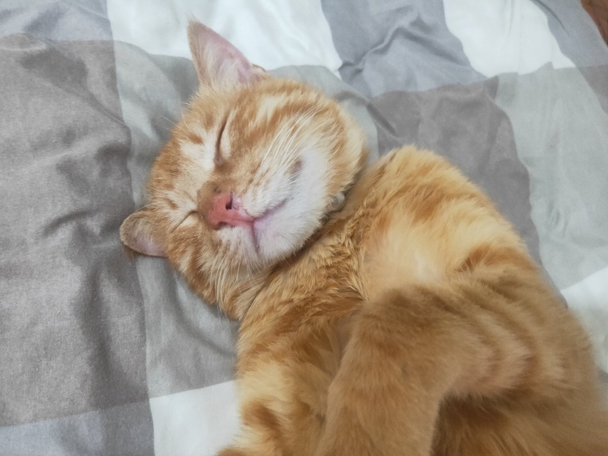 Jirust_J's tweet photo. Just cried at a cat video again—why do cute little fur babies hit so different My chest feels all soft and weirdly warm right now.， https://t.co/jvpSup2t2i