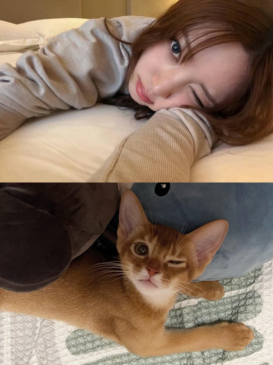 PomeloSeo's tweet photo. 아비시니안 같아 https://t.co/5mGmmX427x