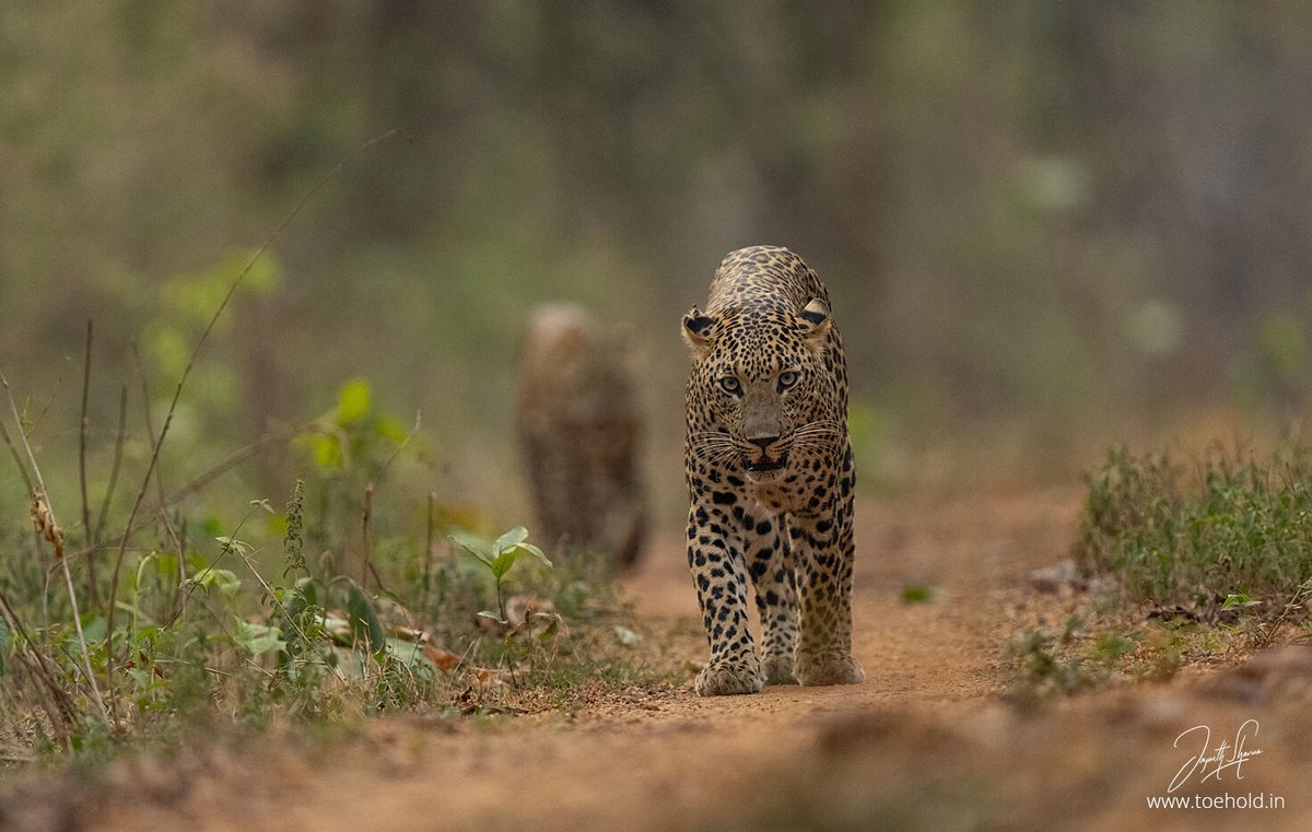 Jayanth_Sharma's tweet photo. Spotted together!
A late evening Leopard encounter in #Tadoba. He was courting. She was shy. He was bold. 

#ToeholdPhotoTravel https://t.co/XhEyi7joww