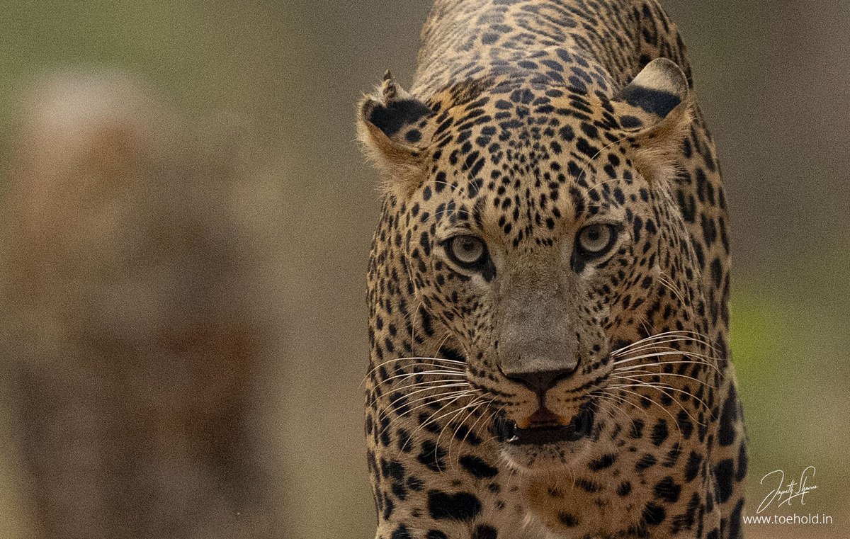 Jayanth_Sharma's tweet photo. Spotted together!
A late evening Leopard encounter in #Tadoba. He was courting. She was shy. He was bold. 

#ToeholdPhotoTravel https://t.co/XhEyi7joww