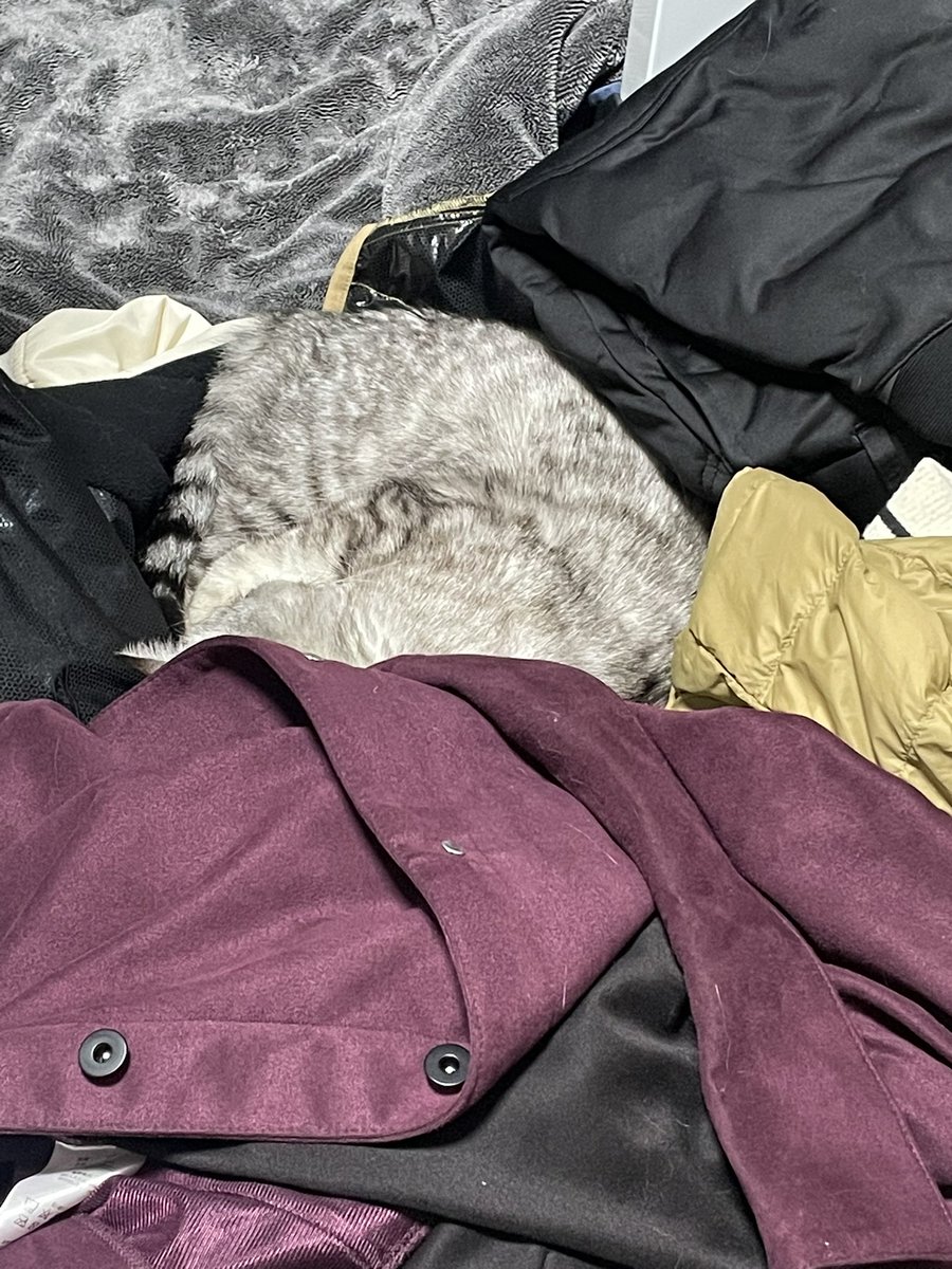 coco_cat_coco's tweet photo. 人間が冬物を仕舞うために棚から出して無造作に置いておいたらココさんが仲間入りしていた。

#猫 https://t.co/Q03g5wbKmQ