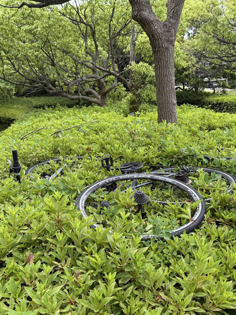 Kopizo_MBPR's tweet photo. ライズ車寄側、検見川浜方面に渡ったとこの植栽の上に黒いスポーツタイプの自転車が放置されています。
一緒に置かれていたピストは盗難された物だったため、同様の可能性があります。
心当たりある方はご確認ください。
#ベイパーク 
#ライズゲートタワー https://t.co/sQy4PnoSWZ