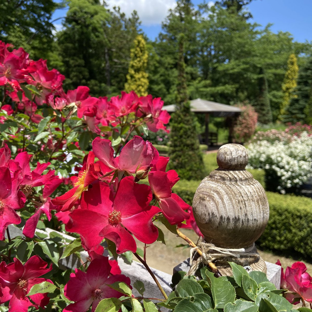 Tanji_Tweet's tweet photo. ここもまた素晴らしいなあ😀バラの花が本当に綺麗
公園自体が素敵、無料だし
地元にこんなとこあったら毎年通うな🌹
四季の里バラ園、福島県福島市 https://t.co/yfX04Tqxgf
