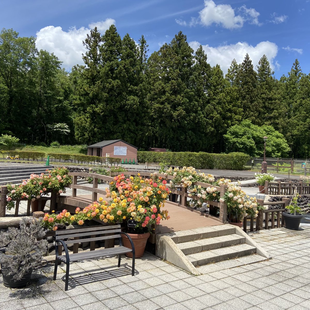 Tanji_Tweet's tweet photo. ここもまた素晴らしいなあ😀バラの花が本当に綺麗
公園自体が素敵、無料だし
地元にこんなとこあったら毎年通うな🌹
四季の里バラ園、福島県福島市 https://t.co/yfX04Tqxgf