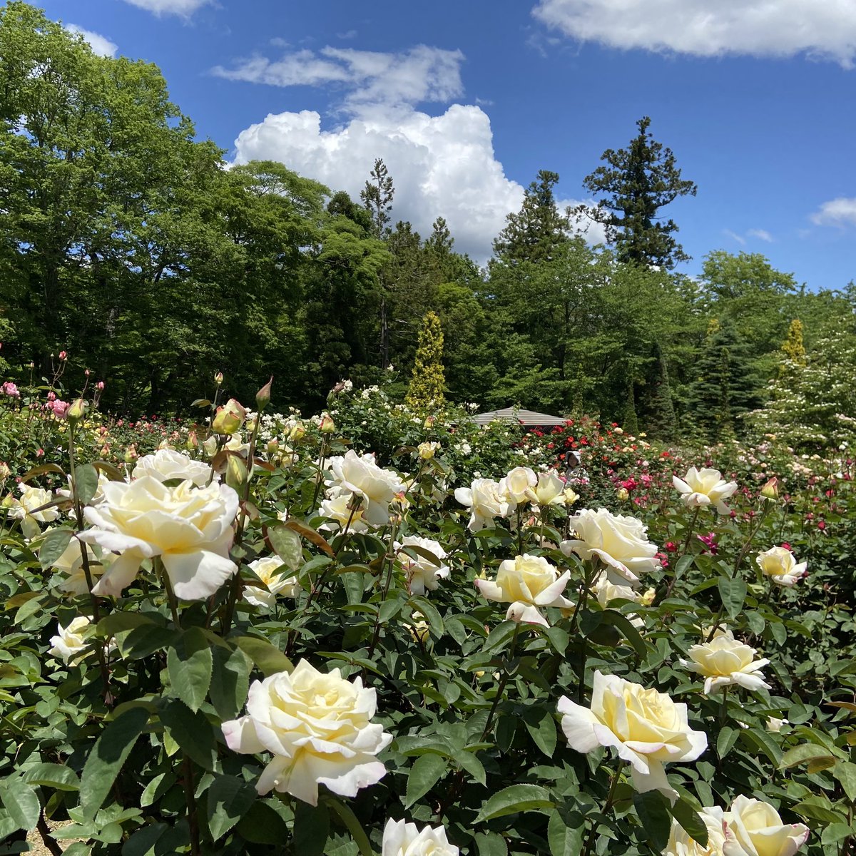 Tanji_Tweet's tweet photo. ここもまた素晴らしいなあ😀バラの花が本当に綺麗
公園自体が素敵、無料だし
地元にこんなとこあったら毎年通うな🌹
四季の里バラ園、福島県福島市 https://t.co/yfX04Tqxgf