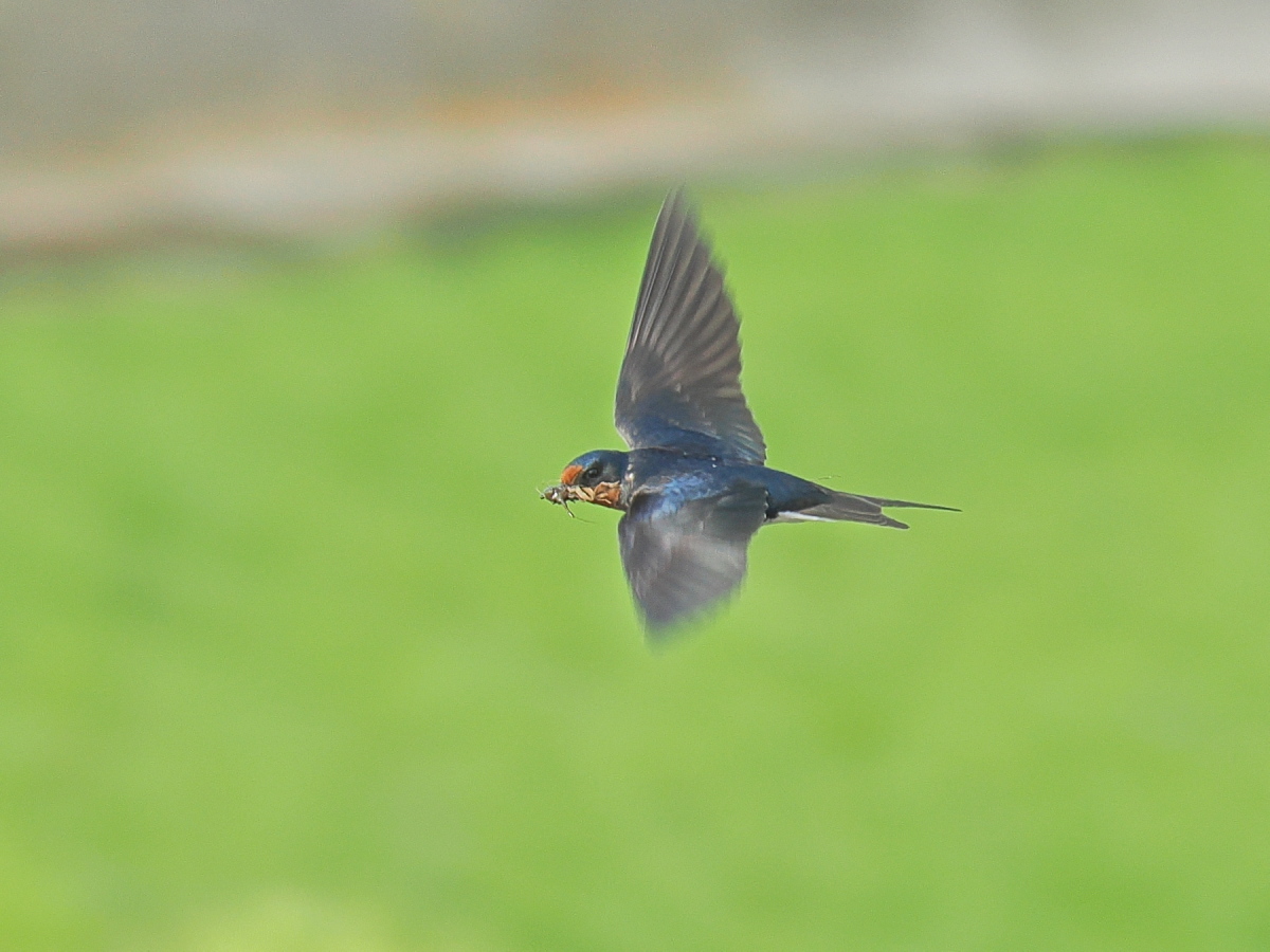 wb_wings's tweet photo. 燕
#ツバメ
#BarnSwallow
#野木町
2026/05/27 https://t.co/gcUo9gWeIe