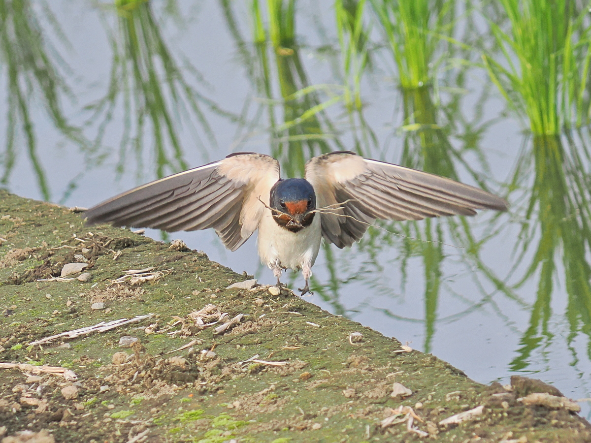 wb_wings's tweet photo. 燕
#ツバメ
#BarnSwallow
#野木町
2026/05/27 https://t.co/gcUo9gWeIe