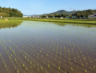 NeoJapan01's tweet photo. 「ネオジャパンFarm」にて社員による田植えを実施🌾

株式会社ネオジャパンは、2026年5月23日（土）に、兵庫県丹波篠山市の「ネオジャパンFarm」において、社員とその家族による田植え体験を実施いたしました！

▼当日の様子 / その他詳細はこちら
https://t.co/csB6JZqxtJ

#田植え
#GreenDaysJapan https://t.co/8gCljLqTd5