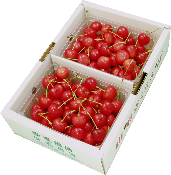 🍒サクランボの王様【佐藤錦】産地直送受付スタート🍒 「酒のやまや
