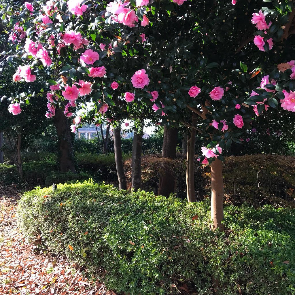 jun_horiguchi's tweet photo. 🌸🌸🌿椿🌿🌸🌸

https://t.co/PyBHlrgfAe

#photos #flowers #colors https://t.co/EPsxza3qkJ