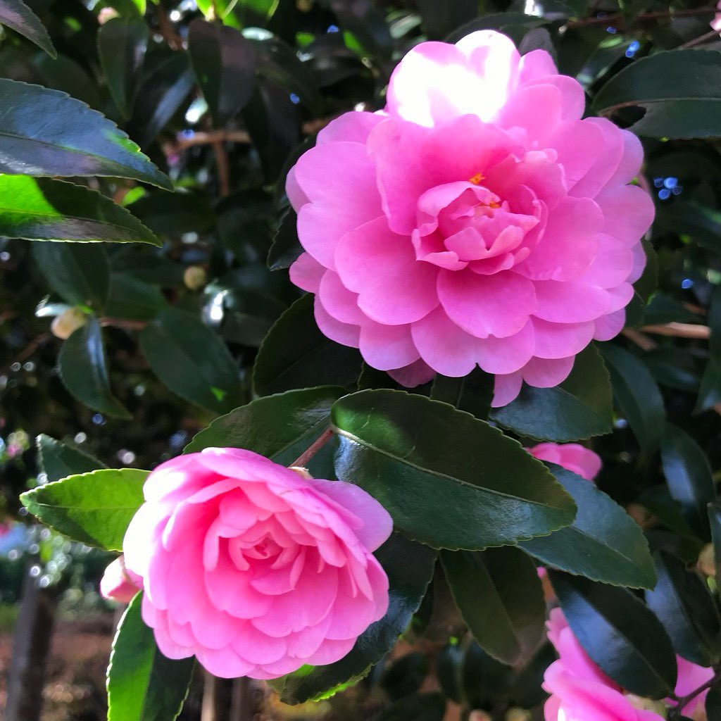 jun_horiguchi's tweet photo. 🌸🌸🌿椿🌿🌸🌸

https://t.co/PyBHlrgfAe

#photos #flowers #colors https://t.co/EPsxza3qkJ