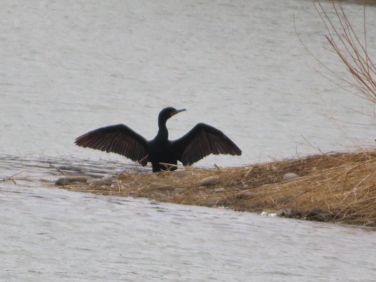 hapandcarol's tweet photo. #HAPPINESS is the return of the cormorant to the ponds at McKenzie Trails. Hopefully he will hang around for the summer.  #cormorant #RedDeer #McKenzieTrails #waterfowl https://t.co/CfBwlQVXQE