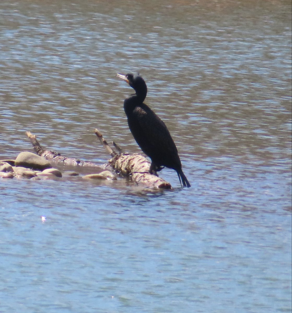 hapandcarol's tweet photo. #HAPPINESS is the return of the cormorant to the ponds at McKenzie Trails. Hopefully he will hang around for the summer.  #cormorant #RedDeer #McKenzieTrails #waterfowl https://t.co/CfBwlQVXQE