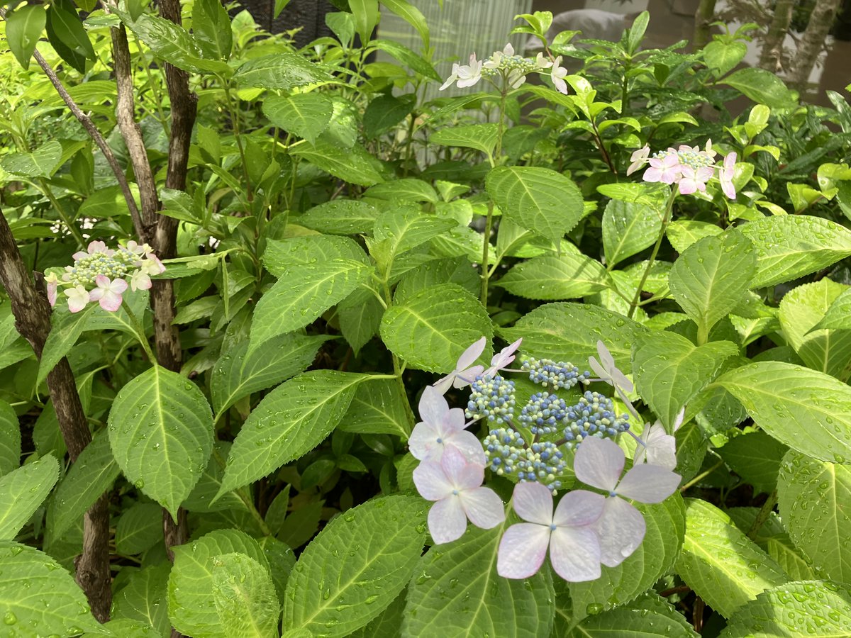 YoshimuraMitaka's tweet photo. ＼庭便り／
津村節子が好きな花・アジサイがきれいに色づいてきました。

企画展示「旭日中綬章受章・芥川賞受賞60年記念 津村節子の歩む道～夫・吉村昭とともに～」は７月20日まで。アジサイの時期に是非ご来館ください。

#津村節子 #吉村昭 #アジサイ #展示 #庭 #文学 https://t.co/wUJgQaXDac