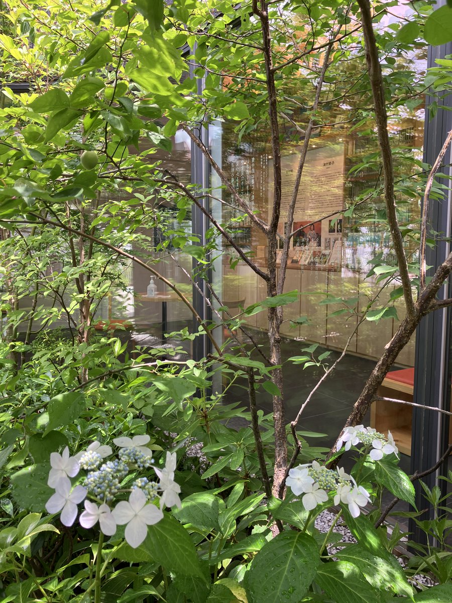 YoshimuraMitaka's tweet photo. ＼庭便り／
津村節子が好きな花・アジサイがきれいに色づいてきました。

企画展示「旭日中綬章受章・芥川賞受賞60年記念 津村節子の歩む道～夫・吉村昭とともに～」は７月20日まで。アジサイの時期に是非ご来館ください。

#津村節子 #吉村昭 #アジサイ #展示 #庭 #文学 https://t.co/wUJgQaXDac