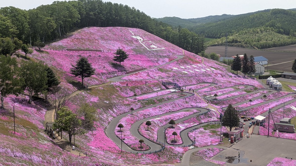 ひがしもこと芝桜公園🌸 満開を過ぎていたけど、シーズンにギリギリ