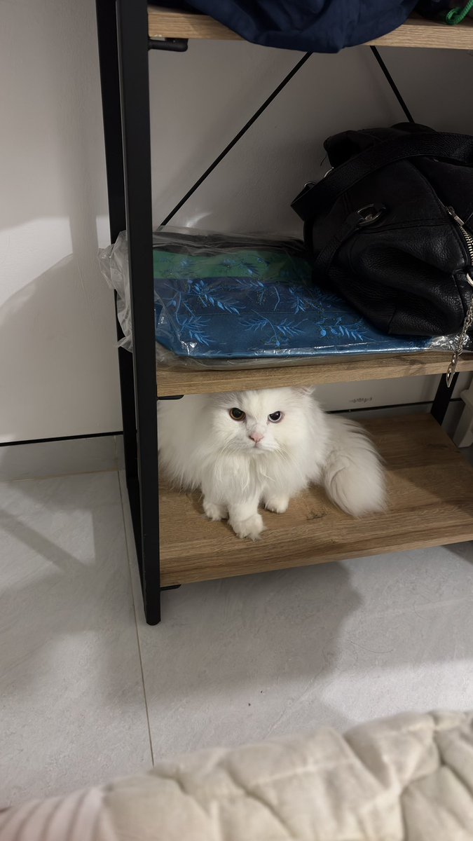 DudutNdut's tweet photo. gamau dibawa ke mesjid mau nya ke prancis😔 https://t.co/EPQRPzaOsJ