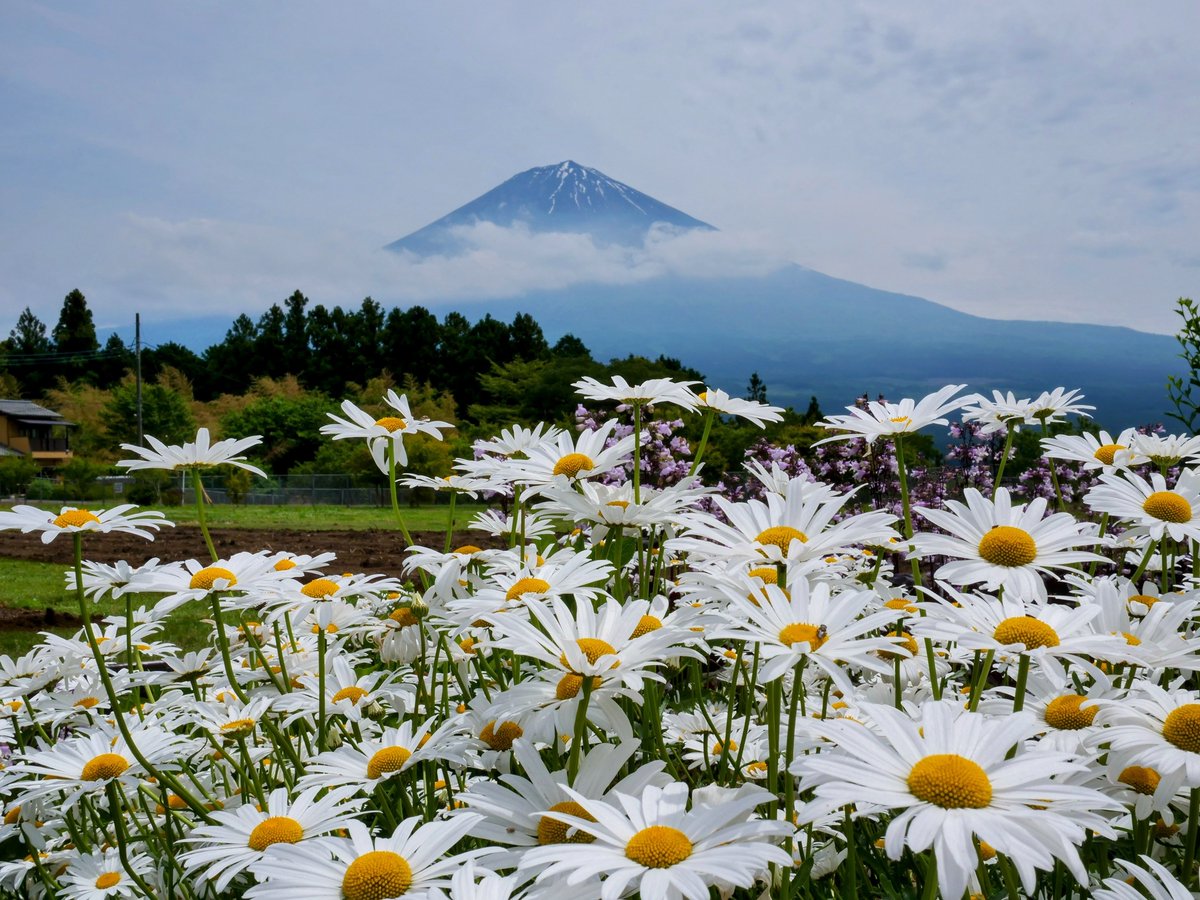 Raijin_Channel's tweet photo. 今日の富士山、辛うじて見えているが曇り空で雲多め☁️
#富士山
#マーガレット
#panasonicg9
#50mmf17 https://t.co/c0xgWf4X6r