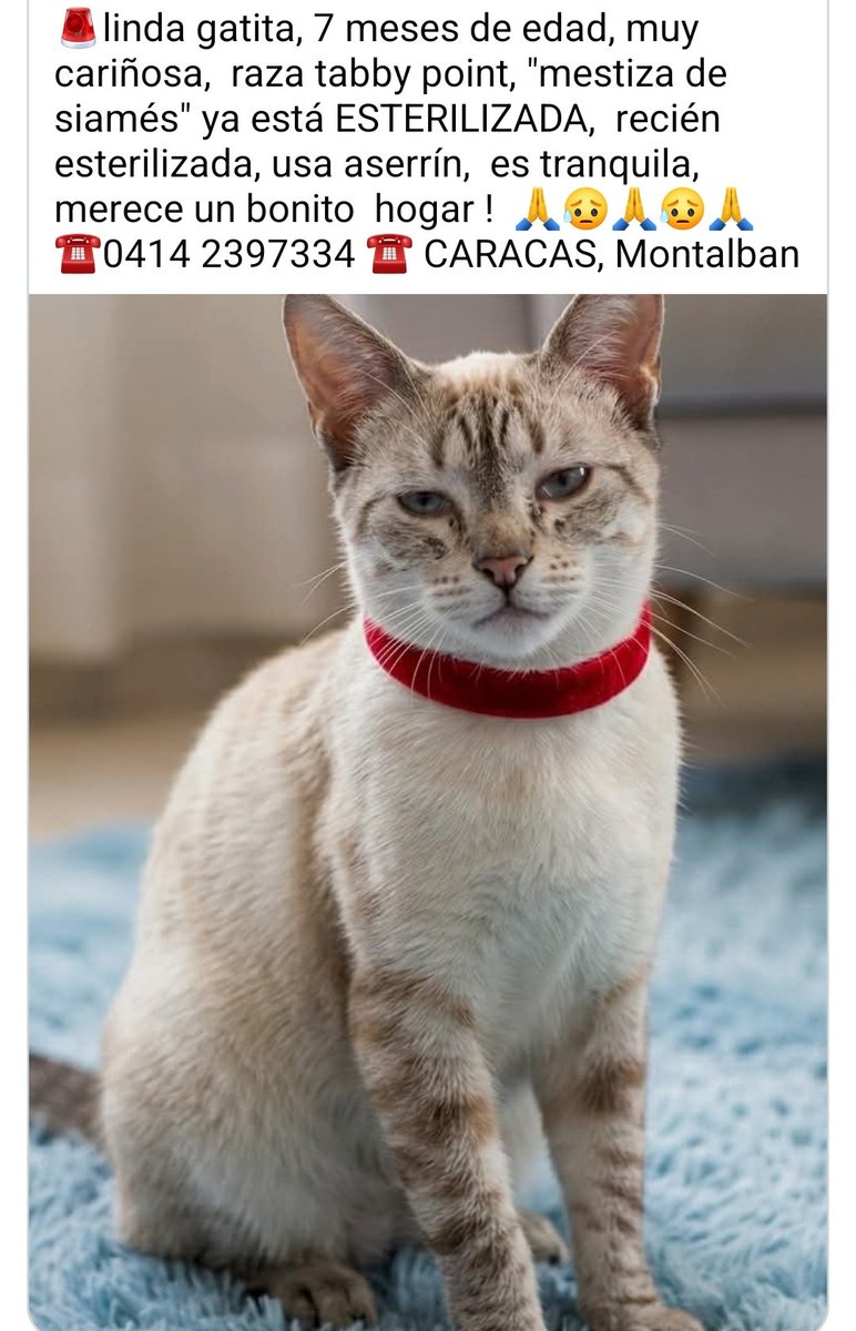 PerroUsuario's tweet photo. Hermosa gatita busca una familia que la quiera durante toda su vida https://t.co/41767ev2GI