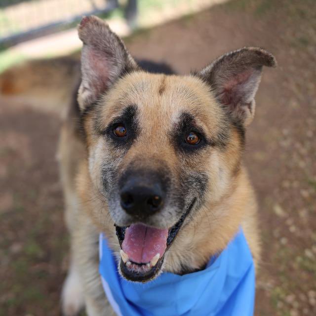 LilaFlw's tweet photo. @ shelter that STARTS KILLING on
THIRD DAY dog is in shelter, gentle Shadow needs all the help he can get!😭PLS share, adopt, foster, pledge, or contact rescues🙏🏽

Shadow’s @ SanAntonioACS but many rescues allow long-distance
ADOPT (🇺🇸/🇨🇦) if good fit!
or
FOSTER (100% reimbursed) https://t.co/2vg7mqB3qg