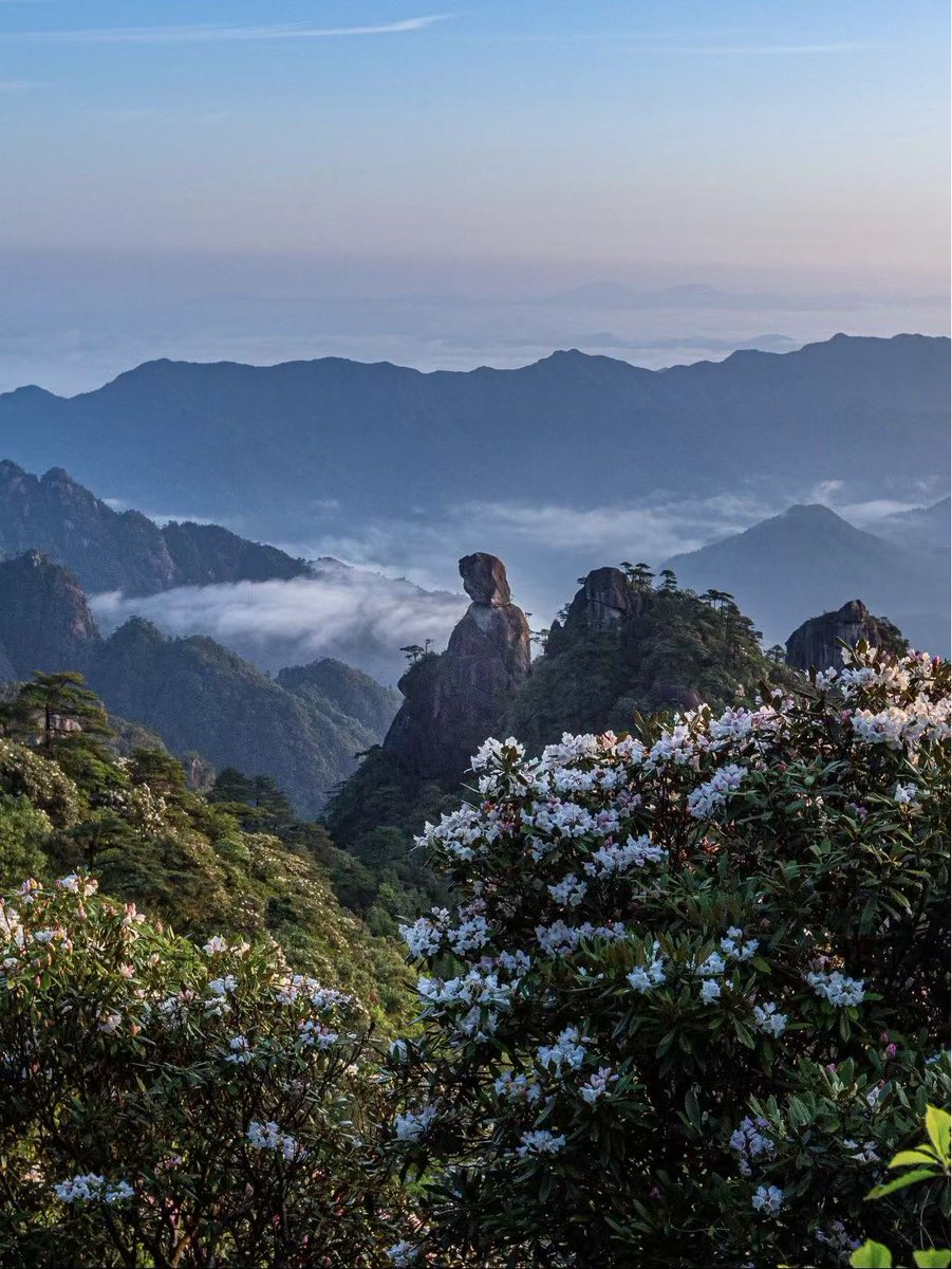 dulazhshgmng1's tweet photo. Happy Wednesday！周三快乐🌸
中国・三清山
5 月下旬，高山杜鹃漫山盛放，云海翻涌、奇峰隐现，一步一仙境。
山河壮丽，东方意境。#ChinaLandscape #SanqingMountain #ChineseBeauty #WednesdayVibes https://t.co/WmdSxTrxZQ