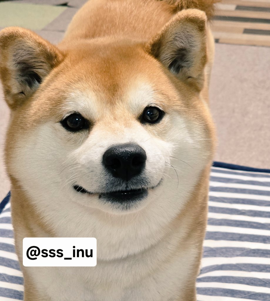 しばいぬ 犬 (@sss_inu) / Posts / X