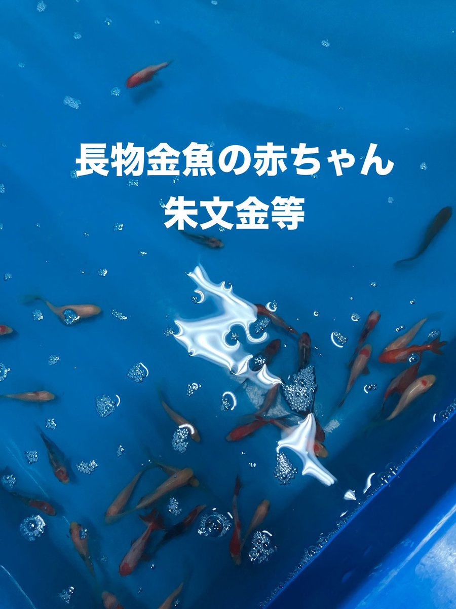 各種金魚の赤ちゃん(当歳魚) 入荷してます♪ #ランチュウ当歳魚 #蝶尾