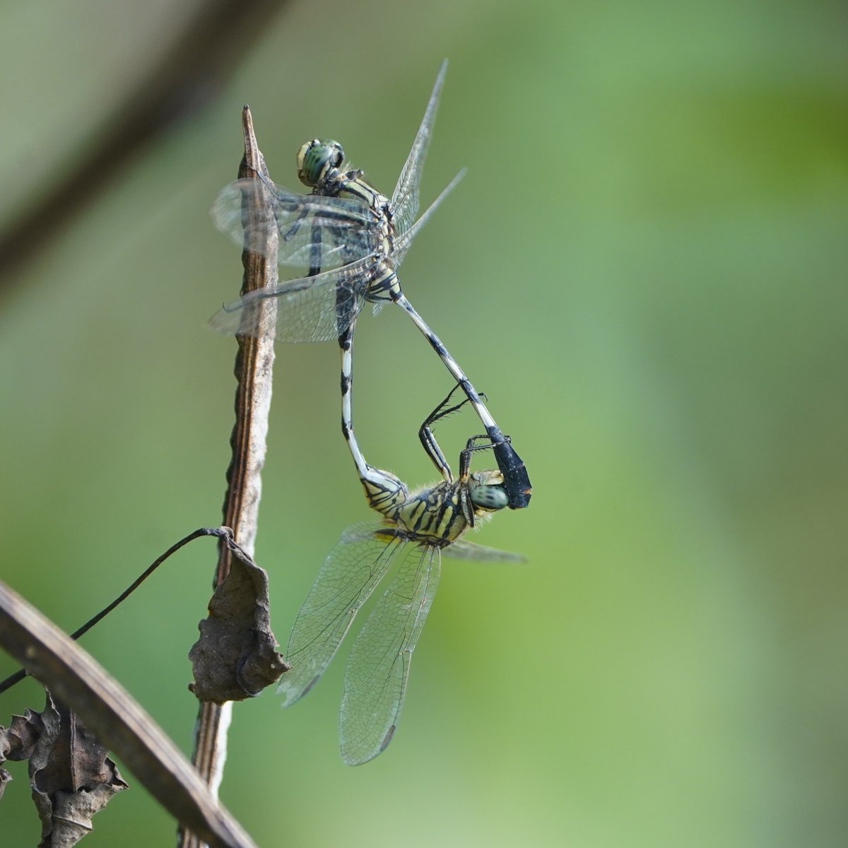 MedhaBalasore's tweet photo. Caught this dragonfly couple performing the famous “wheel” or “heart” formation —  together they form this perfect loop… sometimes while flying as well  ✨
#Dragonfly #NaturePhotography #MacroPhotography #WildlifeMoments #InsectWorld #NatureScenery 
#KuldihaWLS #Balasore https://t.co/GGzRyXg5d4