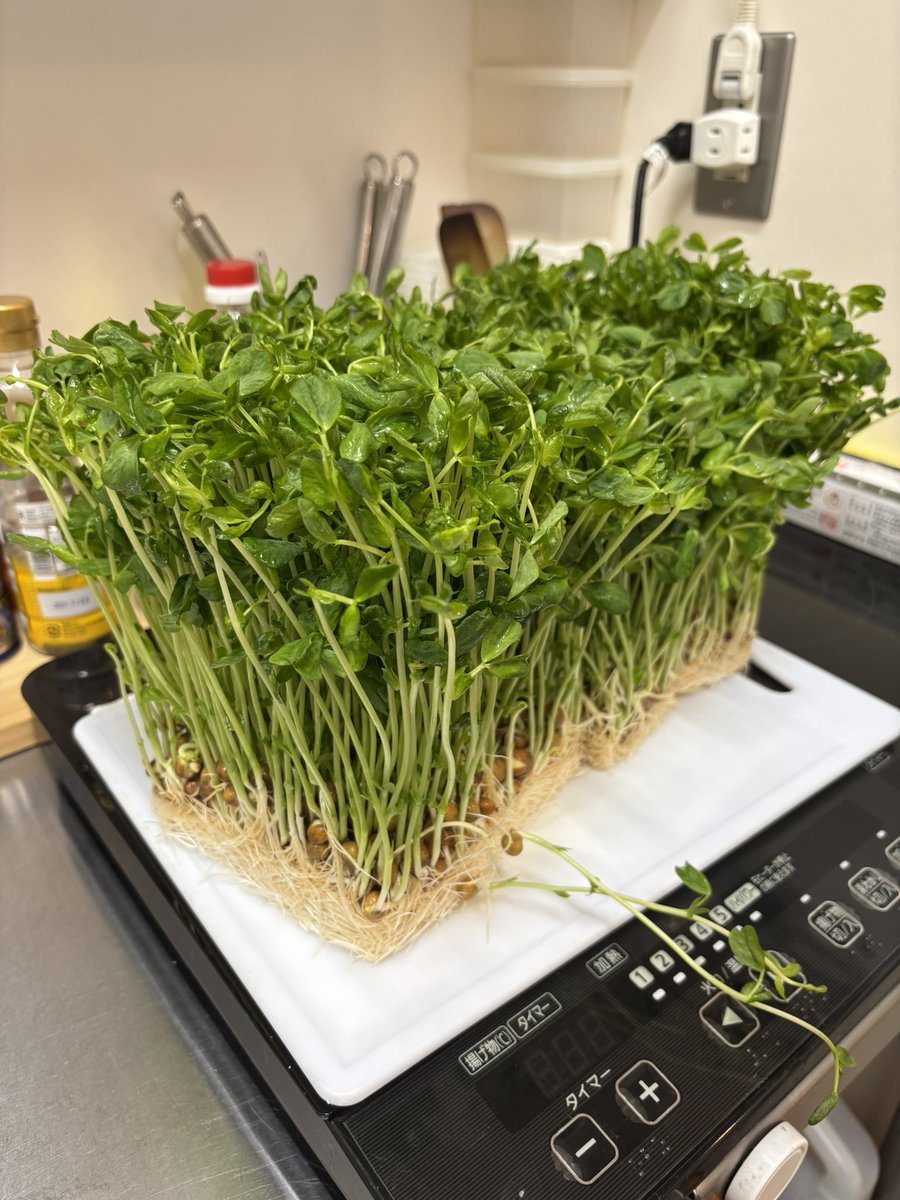 確か、豆が発芽する時になんか酵素出したとかいうの聞いた気がする(ФωФ