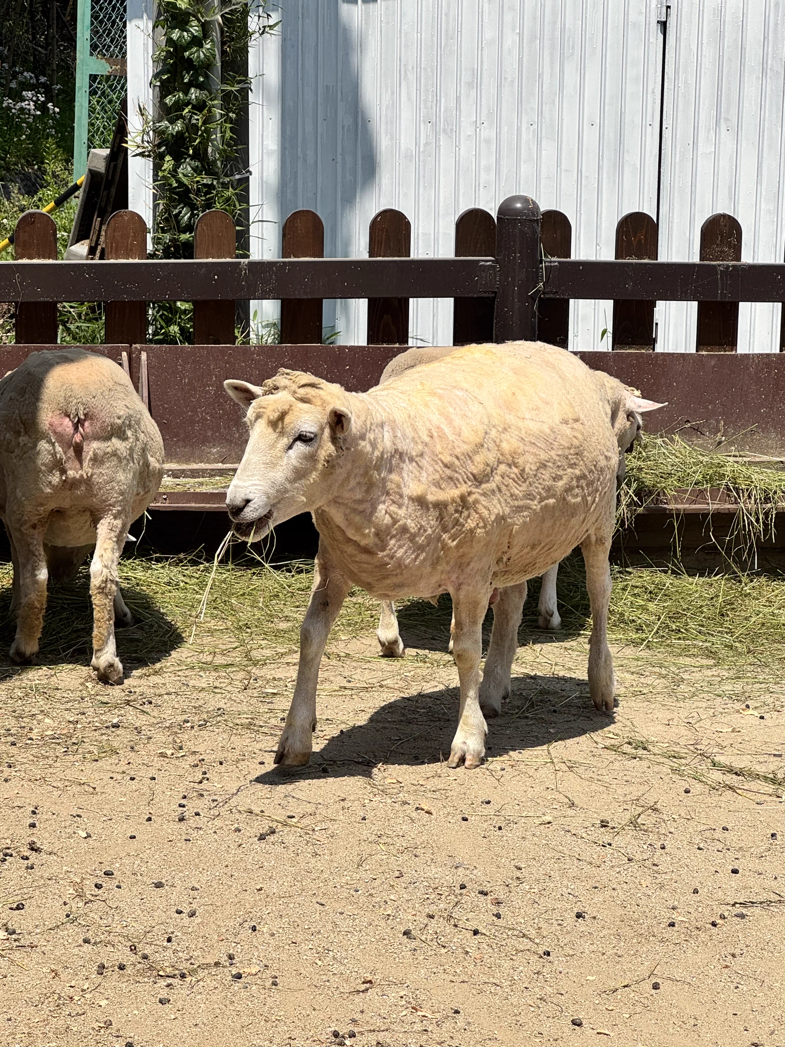 宇都宮動物園【公式】 on X: 