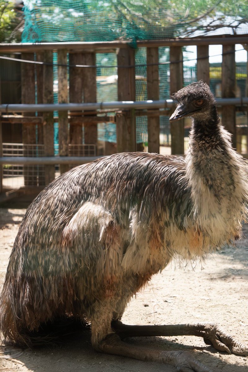 宇都宮動物園【公式】 tweet media