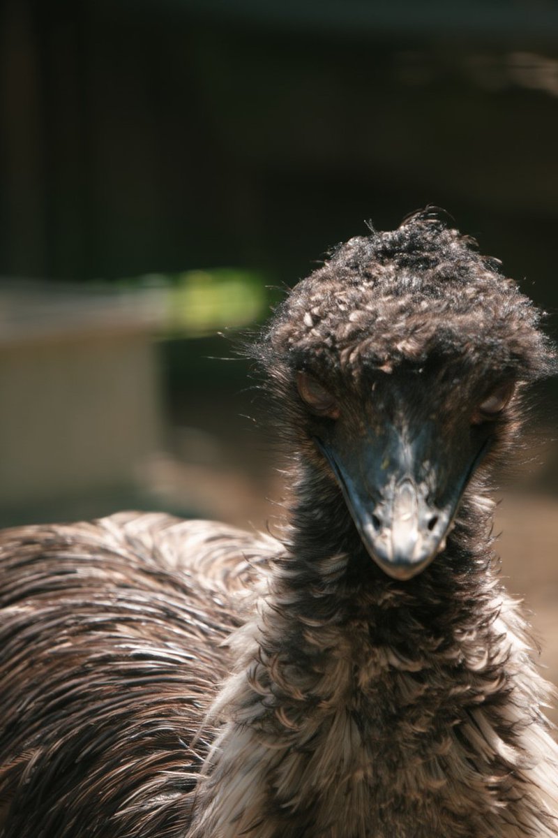 宇都宮動物園【公式】 tweet media