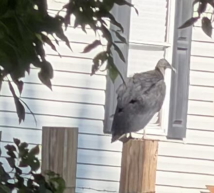 Ruth Haynes tweet media