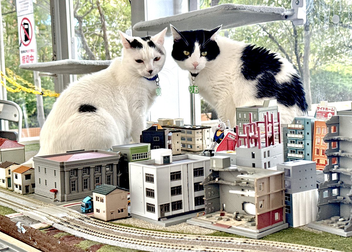 保護猫カフェ ねこの箱舟 天保山店 Cats Wonderland Osaka-bay